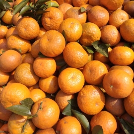Cam Hàm Yên