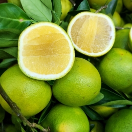 Cam xoàn