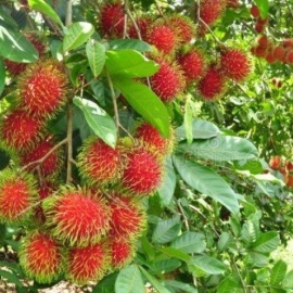 Chôm chôm Tiến Cường