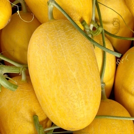Dưa lưới Huỳnh Long