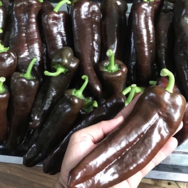 Ớt Socola