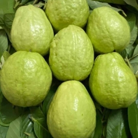 Ổi Đài Loan