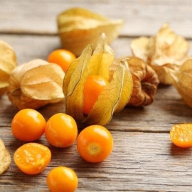 Thù lù Nam Mỹ (tầm bóp)