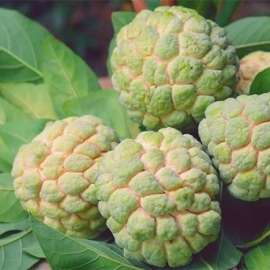 Mãng cầu