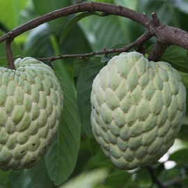 Mãng cầu Thái