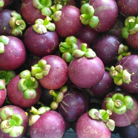 Măng cụt Bảo Lộc