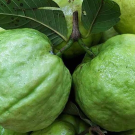 Ổi nữ hoàng