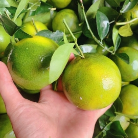 Quýt đường
