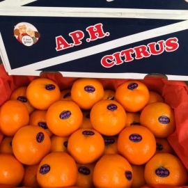 Quýt APH