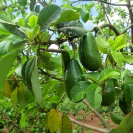 Bơ không tên