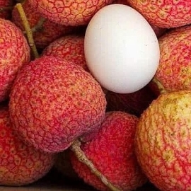 Vải trứng Hưng Yên