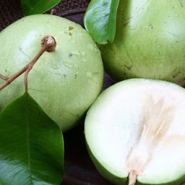 Vú sữa Lò Rèn
